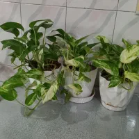 پتوس|گل و گیاه طبیعی|اصفهان, آفاران|دیوار