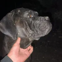 سگ نر کن کورسو