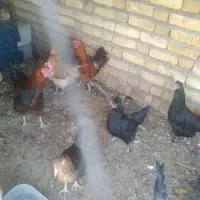 چندتا مرغ وخروس وجوجه امسال به فروش می‌رسد|حیوانات مزرعه|بلداجی, |دیوار