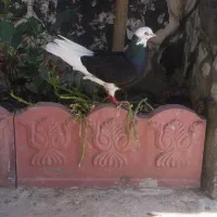 فروش کبوتر
