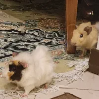 واگذاری یک جفت خوکچه هندی ناز و شیطون|موش و خرگوش|تهران, افسریه شمالی|دیوار