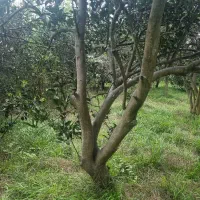 خریدو قطع چوب صنوبر و پرتغال و خرید ریشه مرکبات|خدمات باغبانی و درختکاری|قائم‌شهر, |دیوار