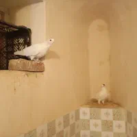 کفتر