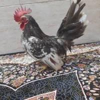 تخم مینیاتوری نطفه دار|حیوانات مزرعه|کهریزک, |دیوار