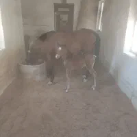 فروش مادیان کرد|اسب و تجهیزات اسب‌سواری|نجف‌آباد, ویلاشهر|دیوار