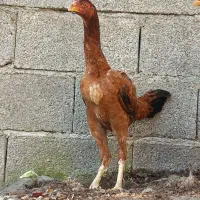 مرغ لاری ۱ عدد خروس مشکی