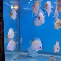 دیسکس زیبا و غذاخور