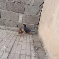 کبوتر|پرنده|کرمانشاه, |دیوار