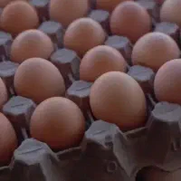 تخم مرغ خانگی|خوردنی و آشامیدنی|آبکوه, |دیوار