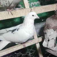 کبوتر نر لک دوش