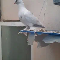 کبوتر راعبی