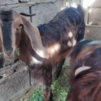 فروش سه بز|حیوانات مزرعه|سراوان, |دیوار