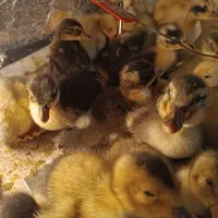 جوجه اردک محلی|حیوانات مزرعه|کیاشهر, |دیوار