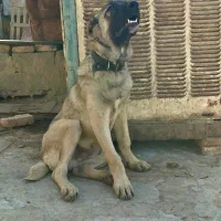 سگ سراب|سگ|چهاردانگه (تهران), |دیوار