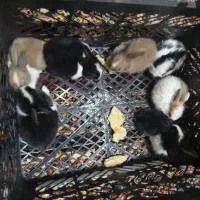 خرگوش فروشی