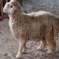 بره قوچی درجه یک|حیوانات مزرعه|شیراز, شریف‌آباد|دیوار