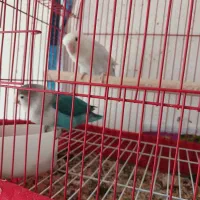 حراج عروس هلندی سخنگو|پرنده|شهرضا, |دیوار