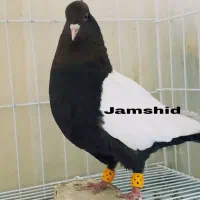کفتر سینه تافته ای.... سینه سیاه|پرنده|شیراز, سینما سعدی|دیوار
