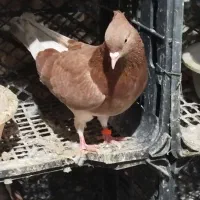 تعدادی کبوتر عالی ضمانتی