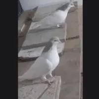 فروش کفتر یا کبوتر  پول لازمم  فقط تا امشب فروشیه