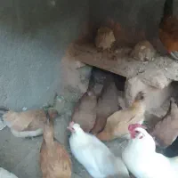 مرغ محلی|حیوانات مزرعه|کوهدشت, |دیوار