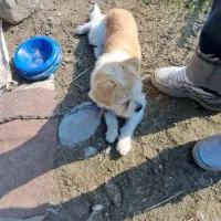 سگ شیتزو ماده اماده جفت گیری|سگ|ماسال, |دیوار