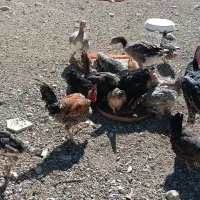 لباس بچه و مرغ وغاز و جوجه|کفش و لباس بچه|ایلام, |دیوار