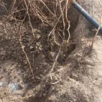 نهال انگور زرد بدون هسته ۴ ساله|عمده‌فروشی|قوچان, |دیوار