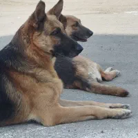 ژرمن