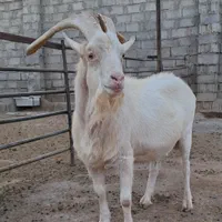 نربز سانن اصیل فرانسوی بهاردام