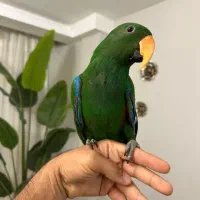 طوطی اکلکتوس