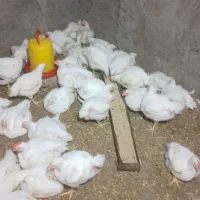 مرغ|حیوانات مزرعه|مینودشت, |دیوار