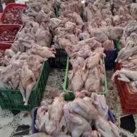 خروس وزن بالا فقط ۵۰۰ تومان