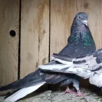 دم سفید مهر.کفترپرشی قاره دم سفی سبزدم سفید