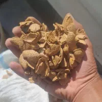 پوست سخت بادام