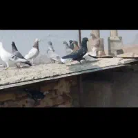 نر سرور دم سفید