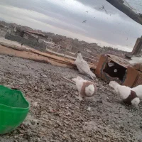 کبوتر طوقی وپرشی