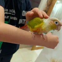 طوطی گیرینچیک