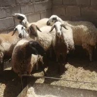 شش عدد میش چاق برای کش