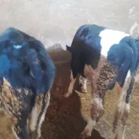 گوساله نر سیمینتال