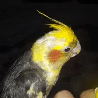 عروس هلندی نر