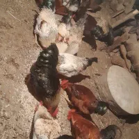 خروس طبیعی|حیوانات مزرعه|آبش احمد, |دیوار