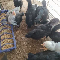 جوجه گلین