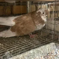 کبوتر نوک قنار با اصل و نصب|پرنده|علیآباد کتول, |دیوار