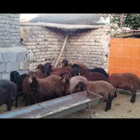 گوسفند زنده همراه با ۸۰ درصد تخفیف ویژه|حیوانات مزرعه|مشهد, کوثر|دیوار