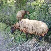 گوسفند با بره نر