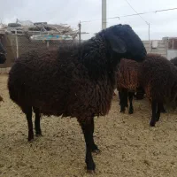 سرقت بره، گوسفند