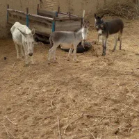 الاغ ماده و نر|حیوانات مزرعه|آبگرم, |دیوار