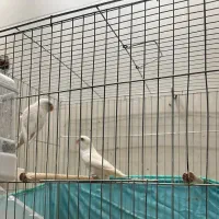 کوتله برزیلی|پرنده|برازجان, |دیوار