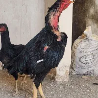 تخم مرغ لاری یتیغ مشکی و طوسی|حیوانات مزرعه|خاوران, |دیوار